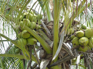 Cocotier - Cocos nucifera - Noix de Coco