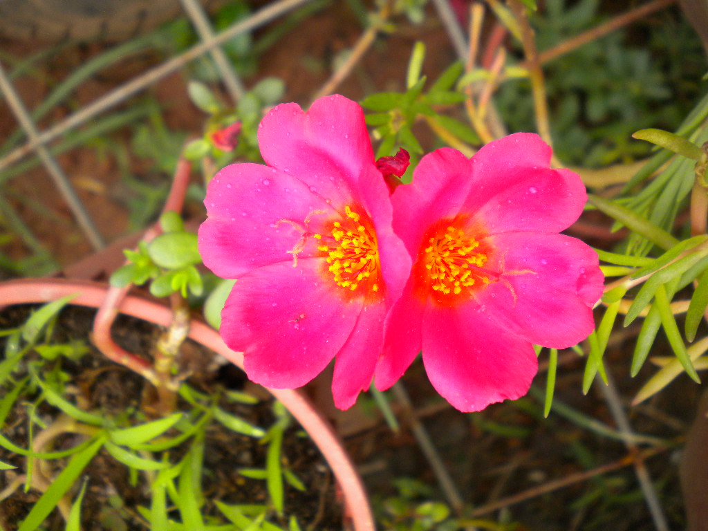 pokok-pokok: Portulacca Moss Japanese Rose Pokok Lipan ...