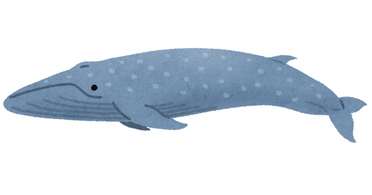 シロナガスクジラのイラスト 鯨 かわいいフリー素材集 いらすとや