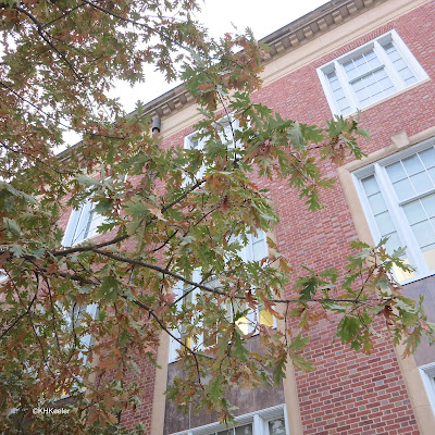 English oak, Quercus ruber