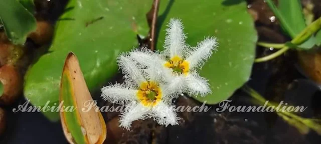 Nymphoides indica (L.) Kuntze Family : Menyanthaceae Common name : Floating hearts, Kumudini Habit : Herb Habitat : Mud and shallow water  Medicinal uses : ✔ It is used to cure anaemia, jaundice and asthmatic conditions. ✔ Potential against bleeding disorders, dysentery, wound healing.