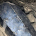 В Египет отвориха загадъчния черен саркофаг и откриха в него три повредени мумии