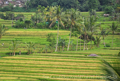 Jatiluwih rice terrace, bali, 峇里