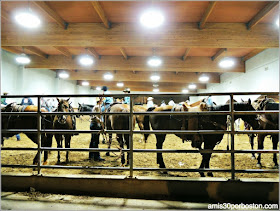 Fort Worth Stockyards Stables and Horseback Riding