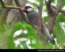 GAMBAR BURUNG GELATIK  GAMBAR BURUNG HIAS,PIARAAN,KICAU