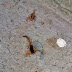 SFI - Escorpiões  encontrados em residência na praia dos Sonhos