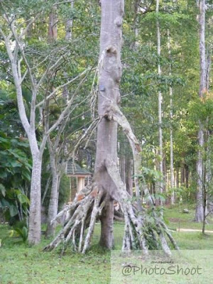 @ Penang & Malaysia: Bukit Panchor State Park / Taman ...