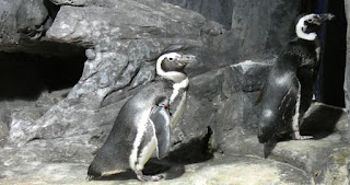 Acuario de Gijón.