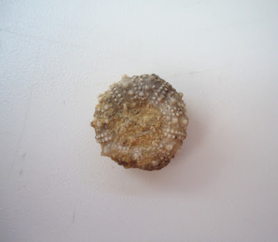Fossil Sea Urchin / Echinoid