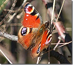 IMG_1656