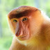 10 Rare Animals in Indonesia