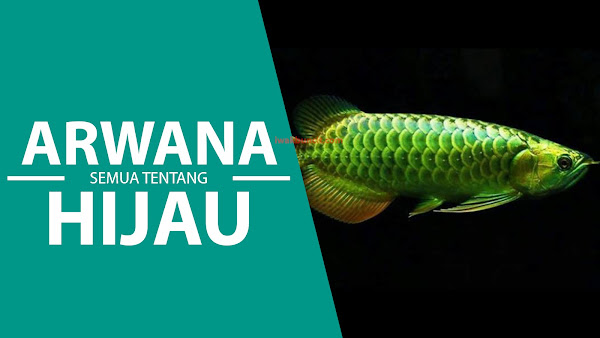 Ikan Green Arwana: Naga Hijau dari Asia - Tidak Semua Penghobi Arwana Punya Ikan Ini