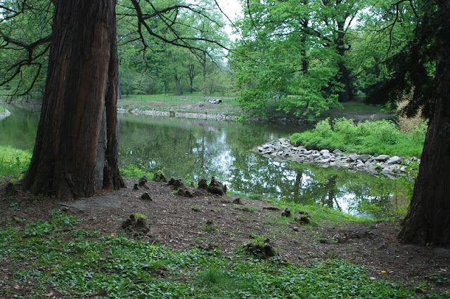 Wrocław, cyprysnik błotny