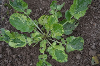 Barbarea vulgaris 'Variegata'