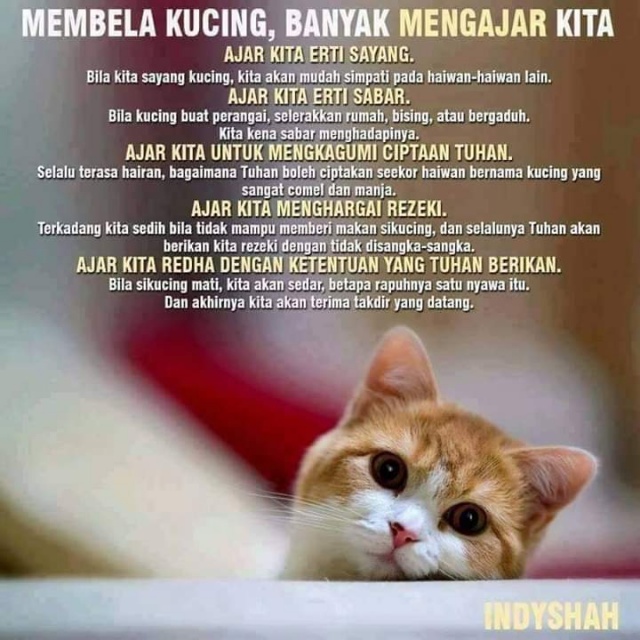 Apa Yang Kita Boleh Belajar Kalau Kita Bela Kucing?