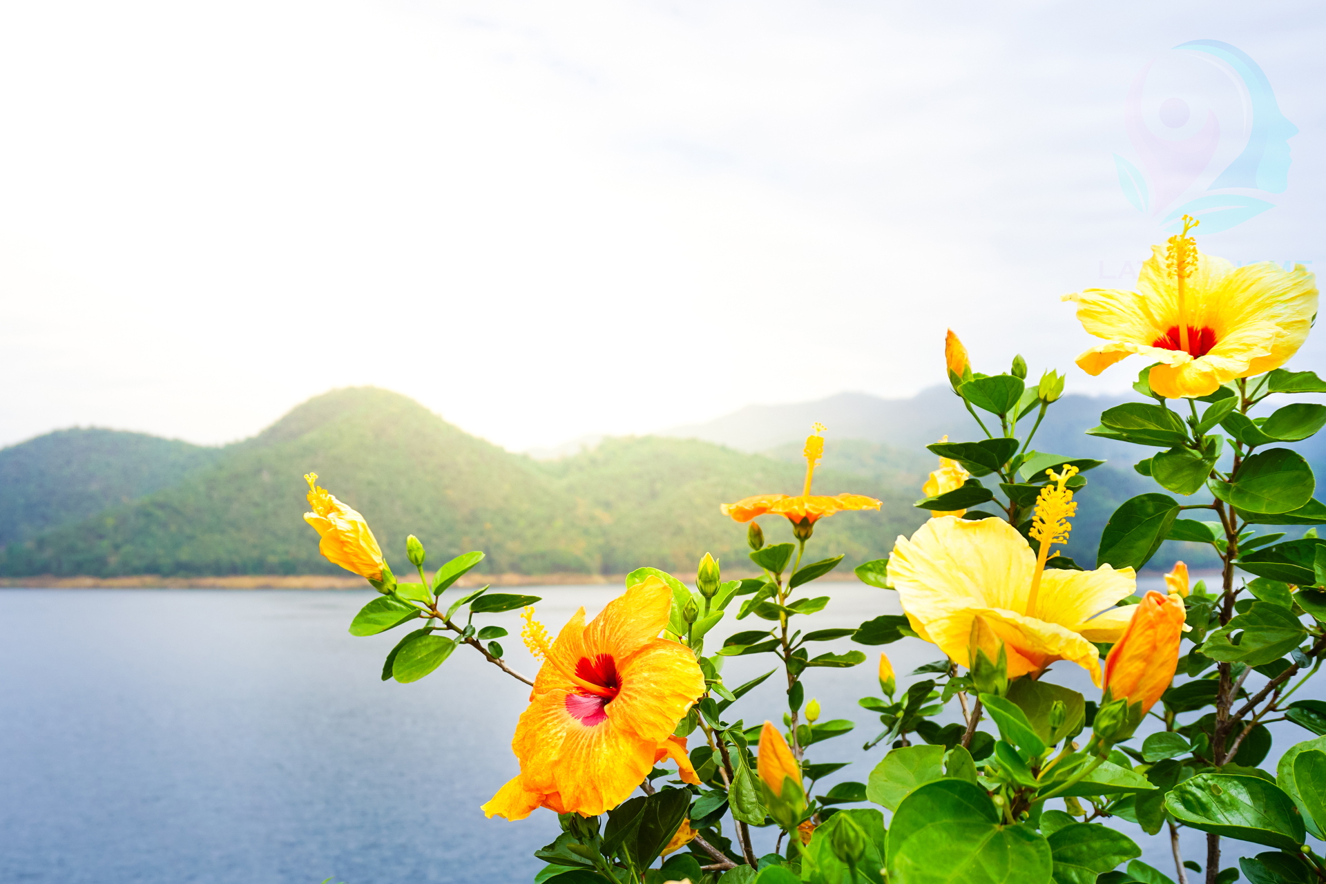 Chinese hibiscus flower