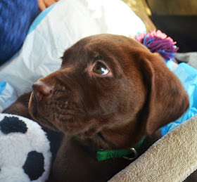 Cute dogs - part 7 (50 pics), adorable brown lab puppy