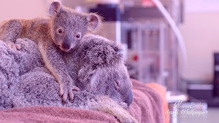 Koala cute Wallpaper HD quality status instagram facebook free download