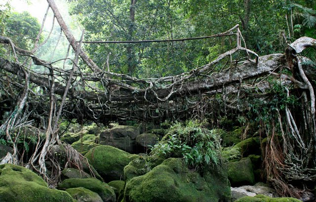 Jembatan Akar Terunik Di Dunia [ www.BlogApaAja.com ]