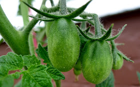 Roma tomatoes, pinching suckers