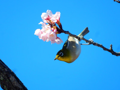 鶴岡八幡宮の春と桜