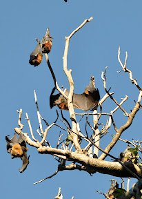 fruit bats