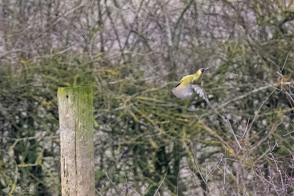 Green woodpecker