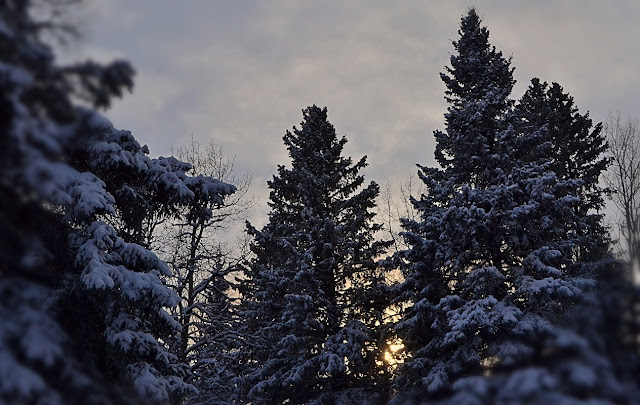 boreal forest, spruce trees, winter sunset, cohanmagazine.blogspot.com