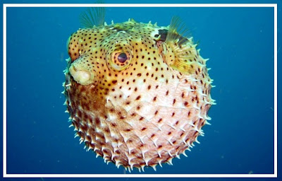 puffer fish