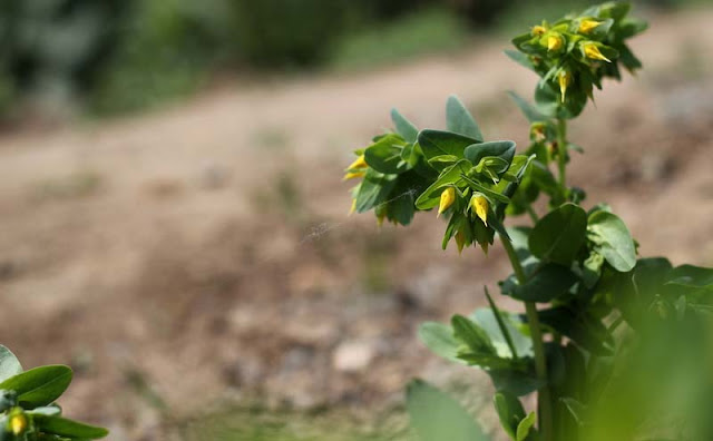 Cerinthe Minor Flowers Pictures