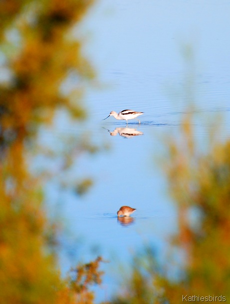 11. avocet-kab