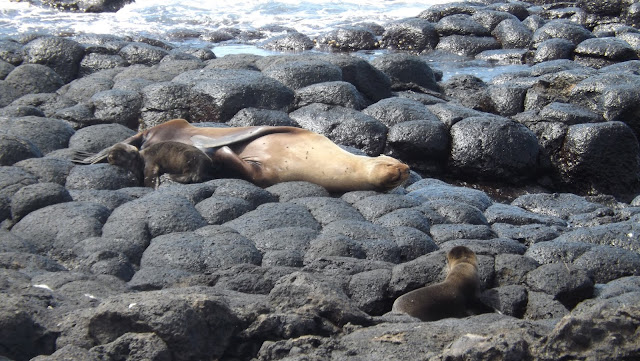 Leones marinos en Isla Seymour norte (Galápagos)