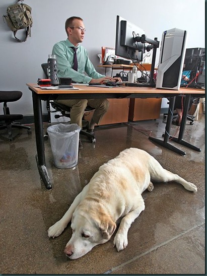 gan-pets-at-work