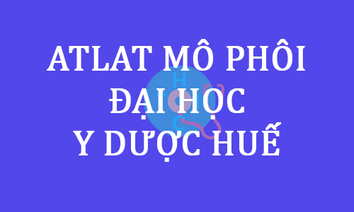 hình ảnh thực hành mô phôi đại học y dược