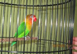 Download Suara lovebird Masteran Ngekek Panjang Standart Lomba