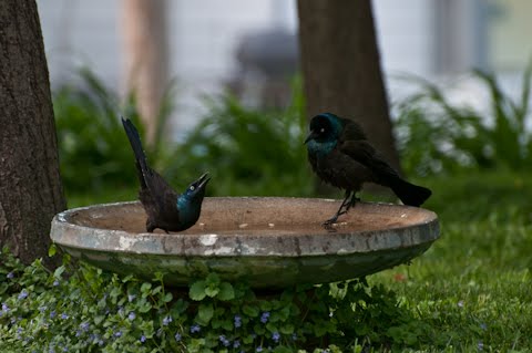 female common grackle. common grackle male.