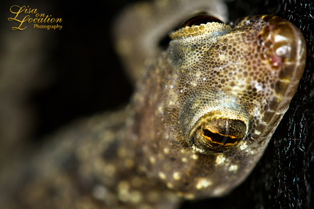 365 photo project, Mediterranean gecko macro, Lisa on Location photography, Austin, San Antonio, San Marcos, New Braunfels