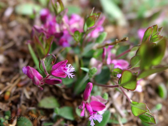 Polygala japonica