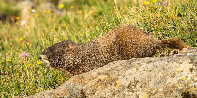 Marmot, Mount Evans