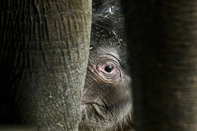 Baby elephant Anchali born at Berlin zoo, cute baby elephant pictures