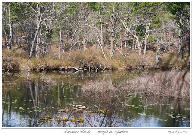 Brewster's Woods: ... through the reflections...