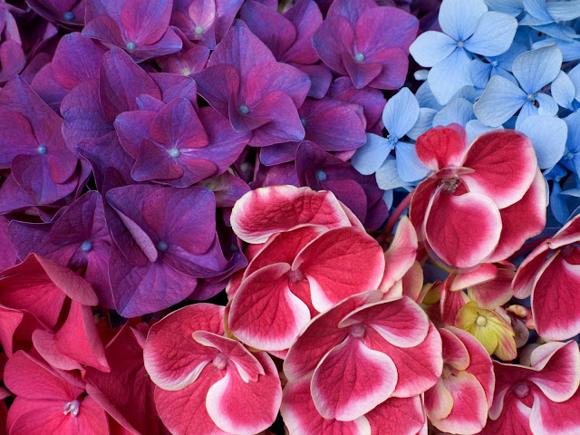 How To Plant Hydrangeas