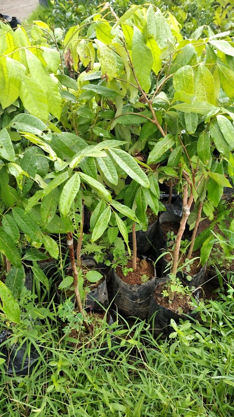 jual bibit kelengkeng kristal yang baik papua Sumatra Utara