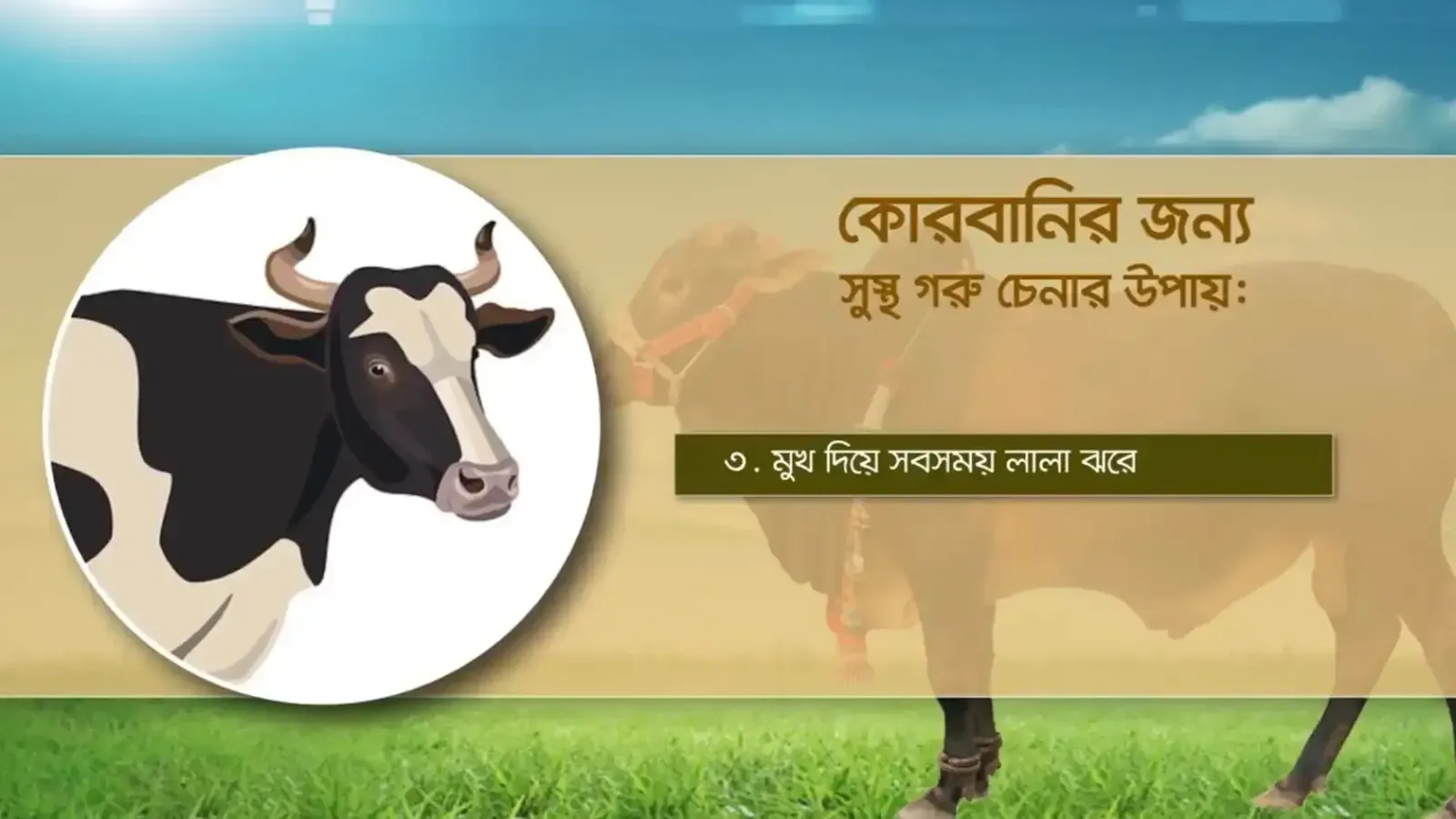 সুস্থ গরুর মুখ দিয়ে সবসময় লালা ঝরে। - কোরবানীর জন্য সুস্থ গরু চেনার উপায়, কোরবানীর জন্য উপযুক্ত পশু ও সুস্থ গরু চেনার উপায়