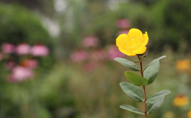 Hypericum Flowers