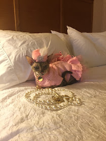 Coco, the Couture Cat, is Pretty in Pink, Cornish Rex