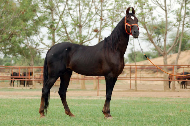 Top 10 Most Beautiful Horses in the World