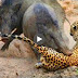 Leopard Vs Warthog Real Fight Wild Animals Attack