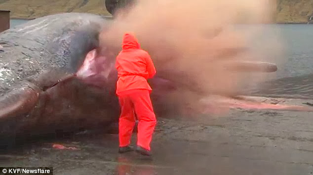 Sperm whale EXPLODING  