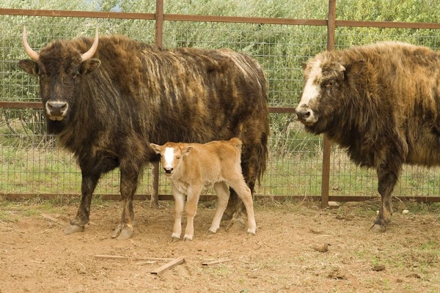 Beefalo